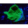 WYSIWYG Montipora Plateau Verde Mela