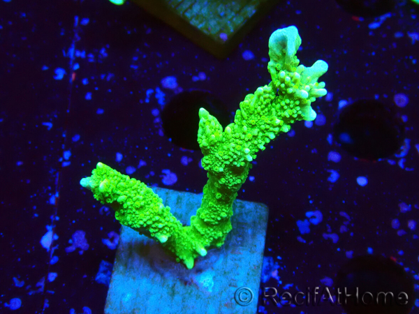 WYSIWYG Montipora stellata 1S3