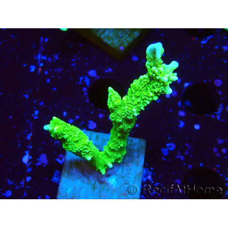 WYSIWYG Montipora stellata