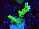 WYSIWYG Montipora stellata