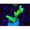 WYSIWYG Montipora stellata