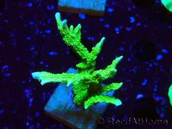 WYSIWYG Montipora stellata 1S4