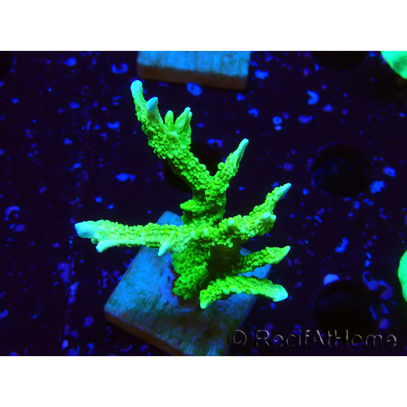 WYSIWYG Montipora stellata