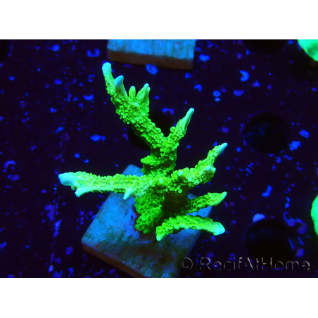 WYSIWYG Montipora stellata