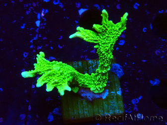 WYSIWYG Montipora stellata 1S6