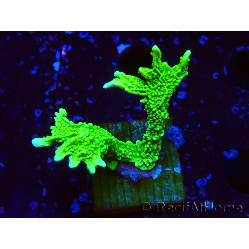 WYSIWYG Montipora stellata