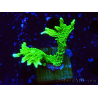 WYSIWYG Montipora stellata
