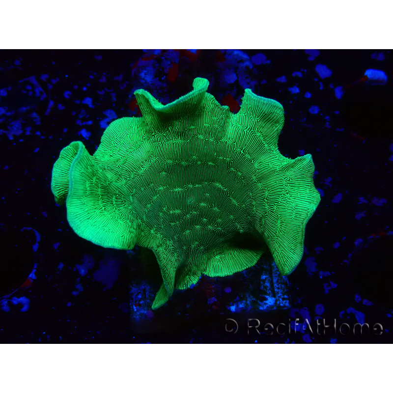 WYSIWYG Pavona cactus