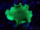 WYSIWYG Pavona cactus