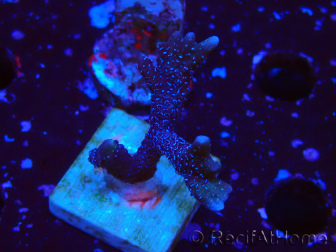WYSIWYG Montipora Polype Violet