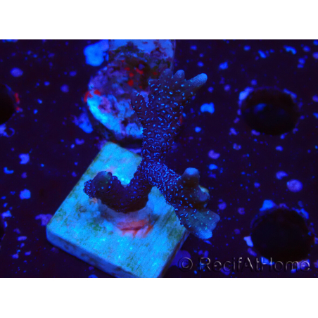 WYSIWYG Montipora Polype Violet 1U1
