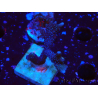 WYSIWYG Montipora Polype Violet