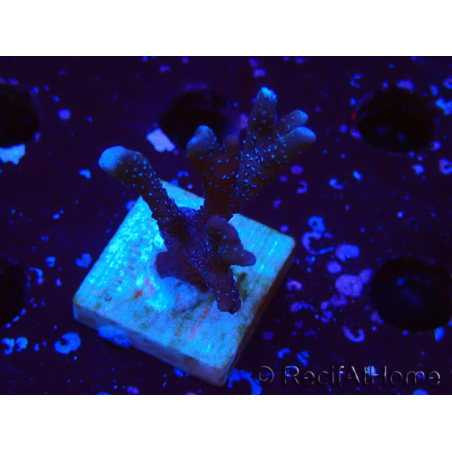 WYSIWYG Montipora Polype Violet