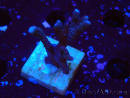 WYSIWYG Montipora Polype Violet