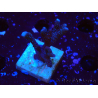 WYSIWYG Montipora Polype Violet