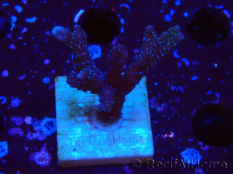 WYSIWYG Montipora Polype Violet 1U3