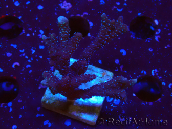 WYSIWYG Montipora Polype Violet 1U4