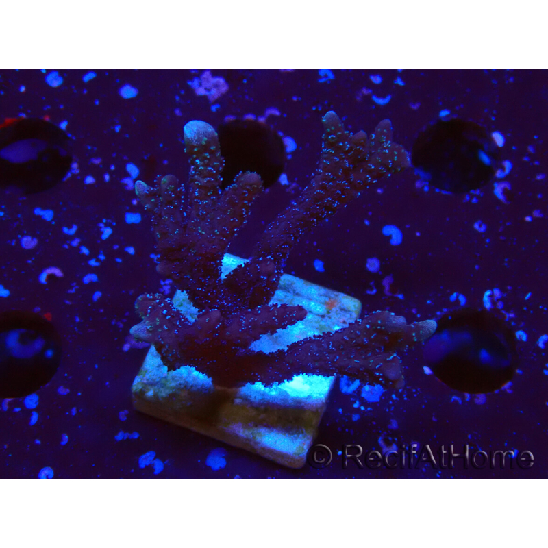 WYSIWYG Montipora Polype Violet