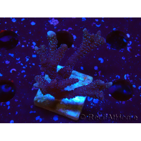 WYSIWYG Montipora Polype Violet