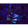 WYSIWYG Montipora Polype Violet 1U4