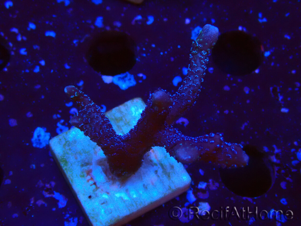 WYSIWYG Montipora Polype Violet