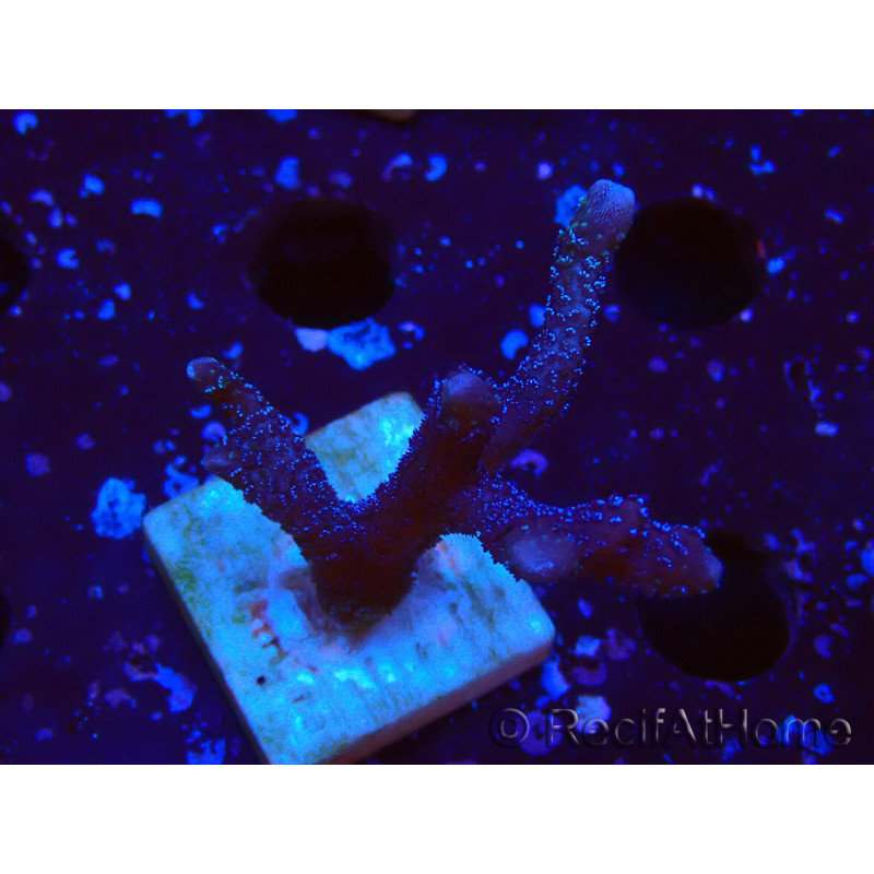WYSIWYG Montipora Polype Violet