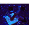 WYSIWYG Montipora Polype Violet