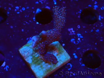WYSIWYG Montipora Polype Violet
