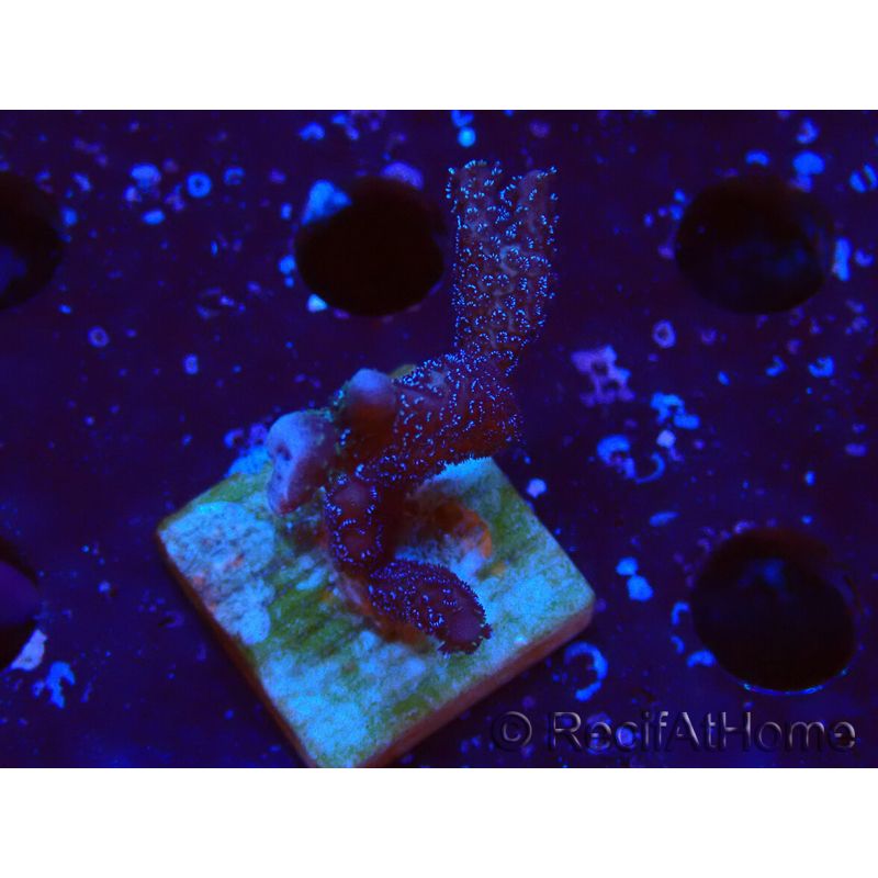 WYSIWYG Montipora Polype Violet 1U6