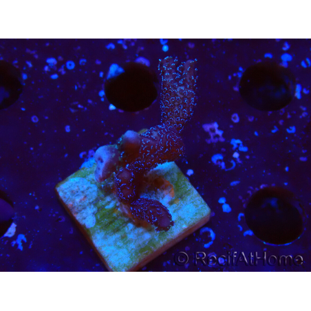WYSIWYG Montipora Polype Violet