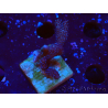 WYSIWYG Montipora Polype Violet