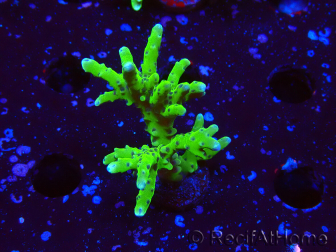 WYSIWYG - BR Green Goblin Anacropora 1V2