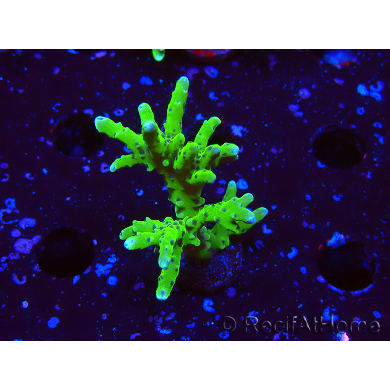 WYSIWYG - BR Green Goblin Anacropora