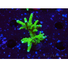 WYSIWYG - BR Green Goblin Anacropora