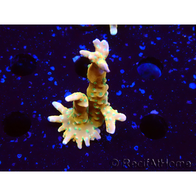 WYSIWYG - MH Tropicana Anacropora