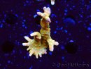 WYSIWYG - MH Tropicana Anacropora