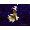 WYSIWYG - MH Tropicana Anacropora