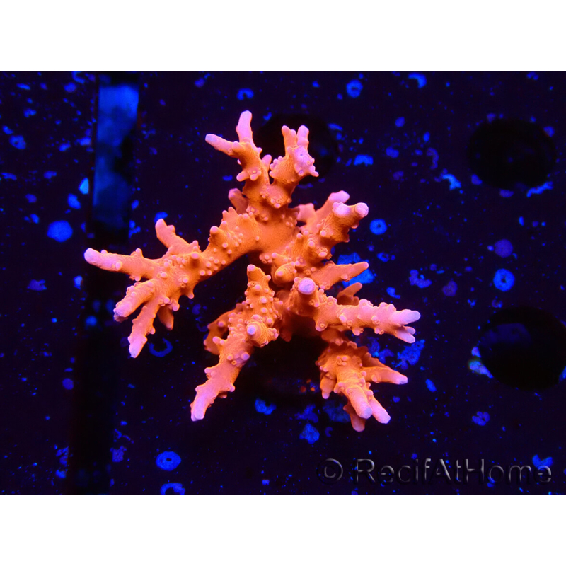 WYSIWYG - JF TNT Anacropora