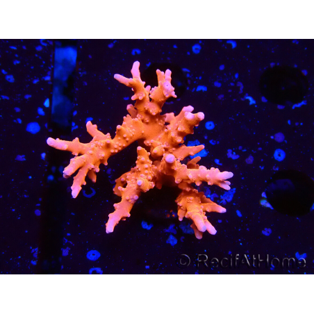 WYSIWYG - JF TNT Anacropora