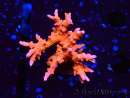 WYSIWYG - JF TNT Anacropora 1Y2