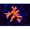 WYSIWYG - JF TNT Anacropora