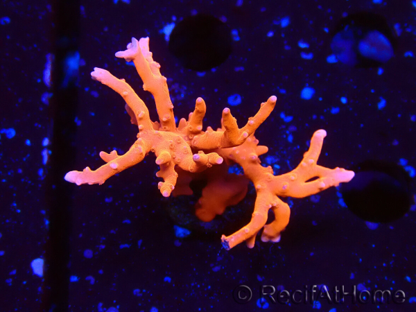 WYSIWYG - JF TNT Anacropora