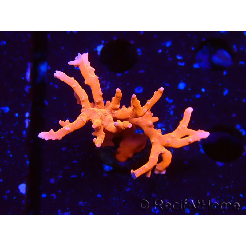 WYSIWYG - JF TNT Anacropora