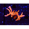 WYSIWYG - JF TNT Anacropora