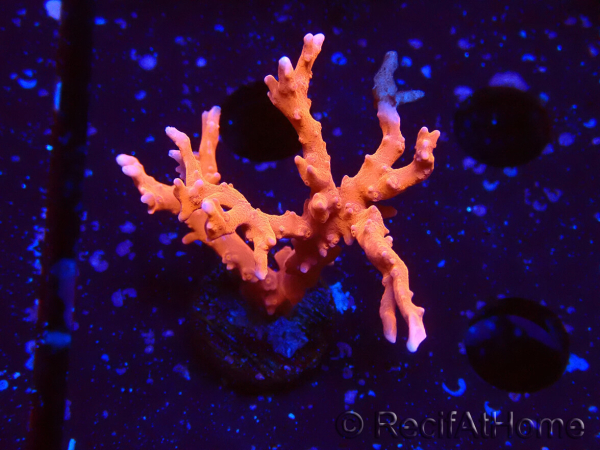 WYSIWYG - JF TNT Anacropora
