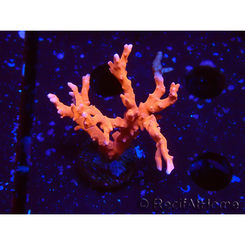 WYSIWYG - JF TNT Anacropora