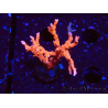 WYSIWYG - JF TNT Anacropora