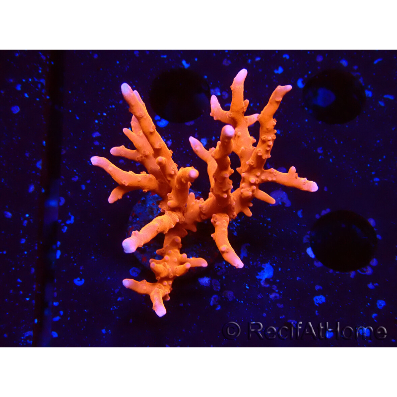 WYSIWYG - JF TNT Anacropora