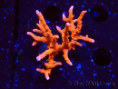 WYSIWYG - JF TNT Anacropora 18D1