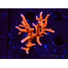 WYSIWYG - JF TNT Anacropora